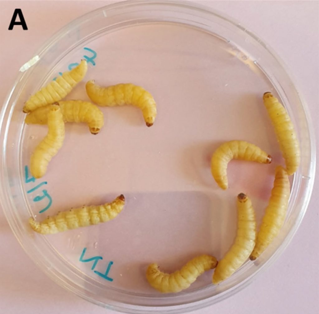 Czy larwy moli woskowych rzeczywiście pomogą w walce z plastikiem?