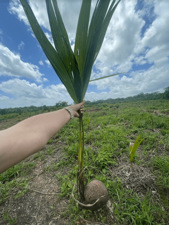 offsety węglowe - sadzonka drzewa kokosowego 